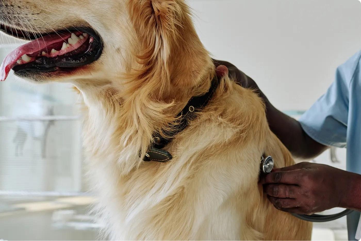 A golden retriever