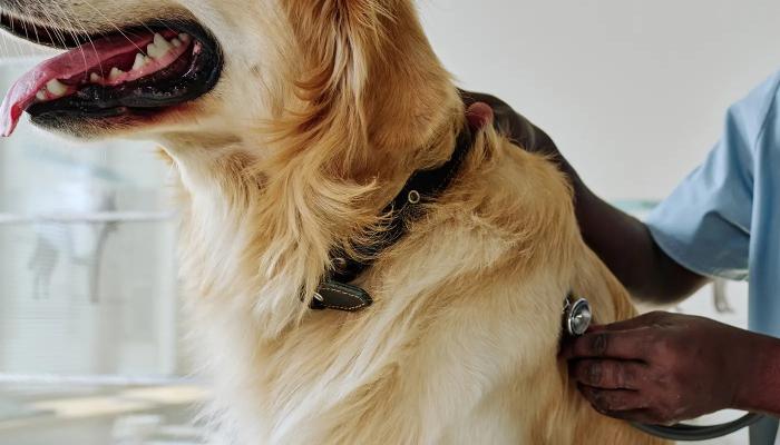 A golden retriever